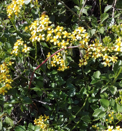1 PIANTA di SENECIO ANGULATUS 10cm rampicante sempreverde dai fiori gialli 